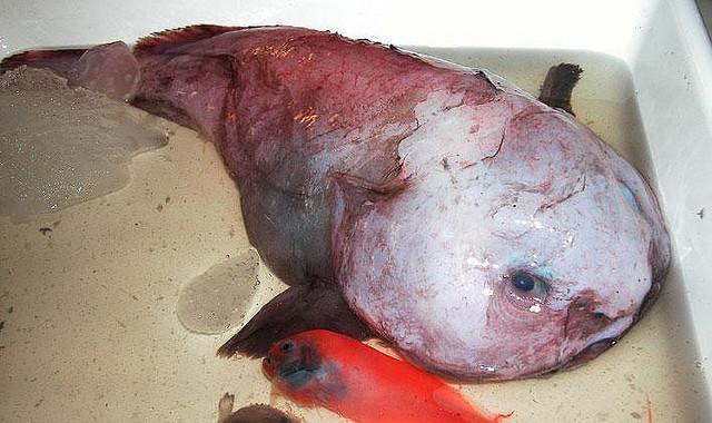 Blobfish are found in the deep waters surrounding Australia, but can survive in shallow tanks.