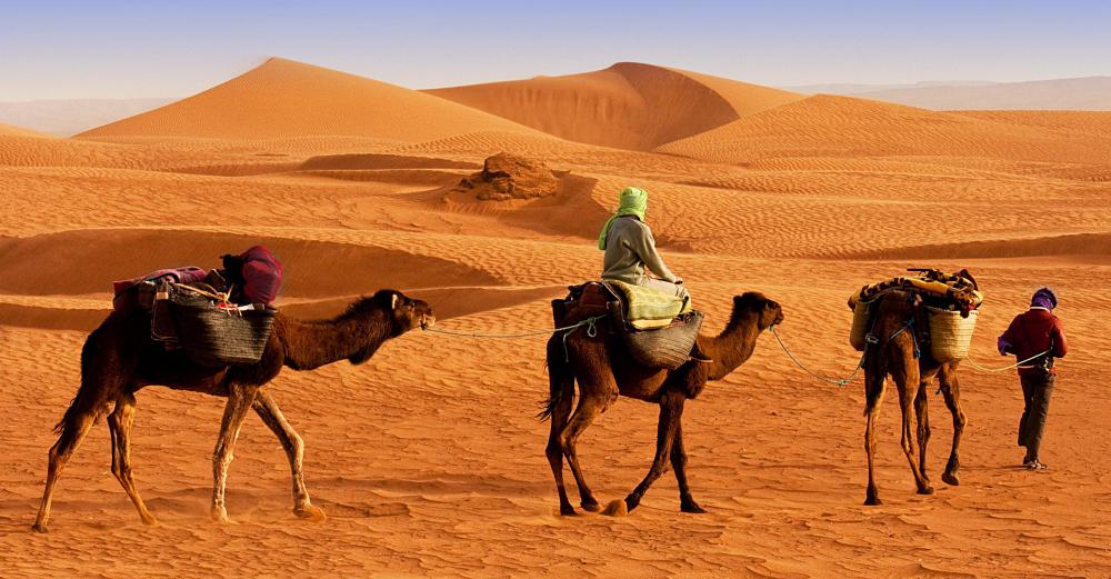 Camels have been used to transport goods over arid terrain for thousands of years.