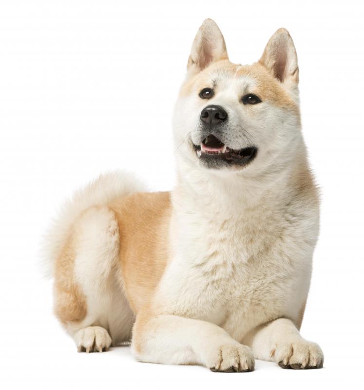 Rescue dogs help find people who are lost or trapped.