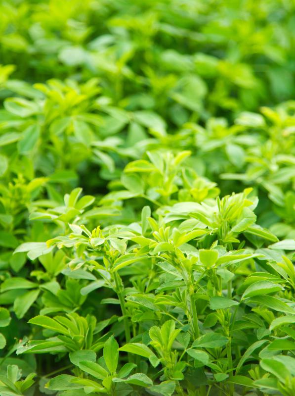Horses' teeth don't wear evening when they eat a lot of alfalfa.