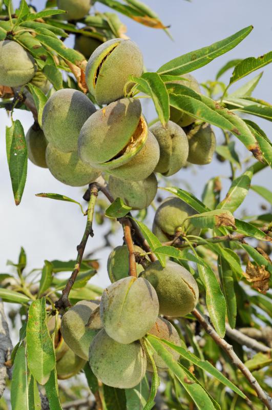 Almonds, a type of drupe, on a tree.