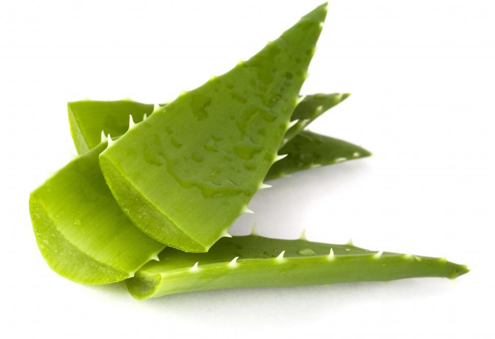 Leaves of the aloe vera plant.