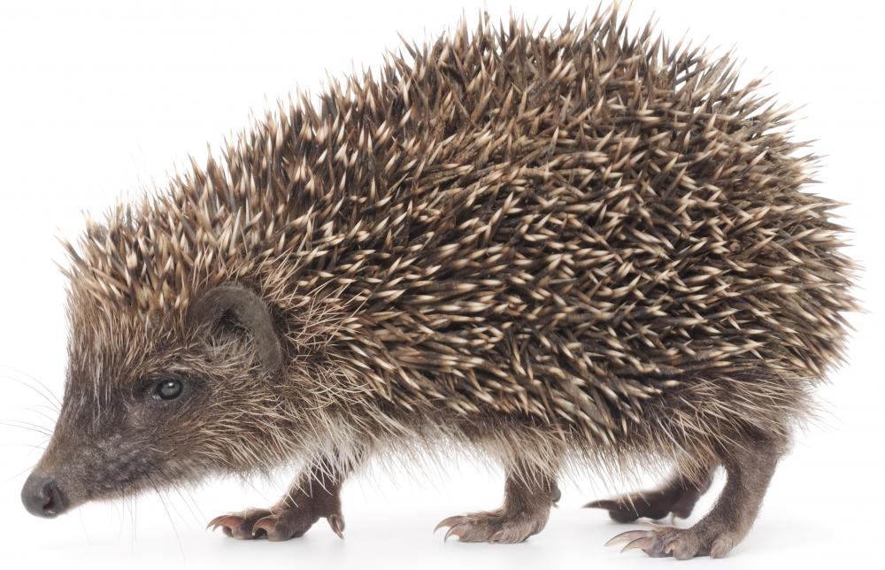 Adult European hedgehog.
