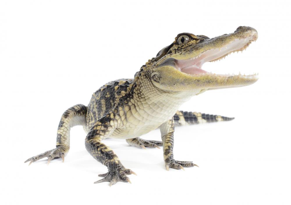 Alligators are reptiles that prefer life in water.