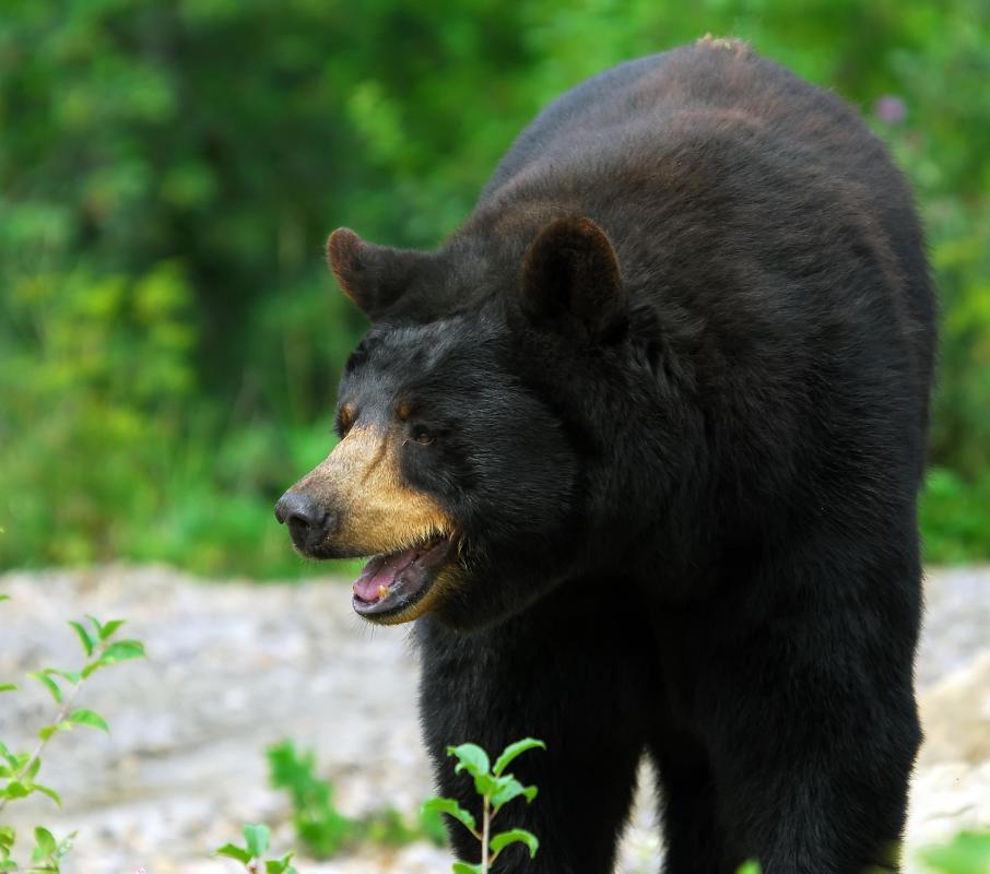 The American Black Bear may see people as a food source.