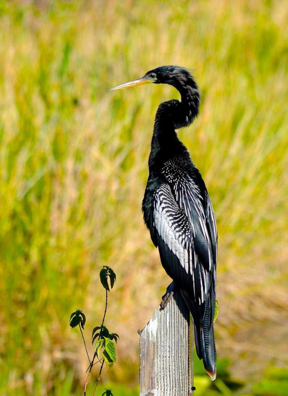 Snake birds are also known as the American anhinga.