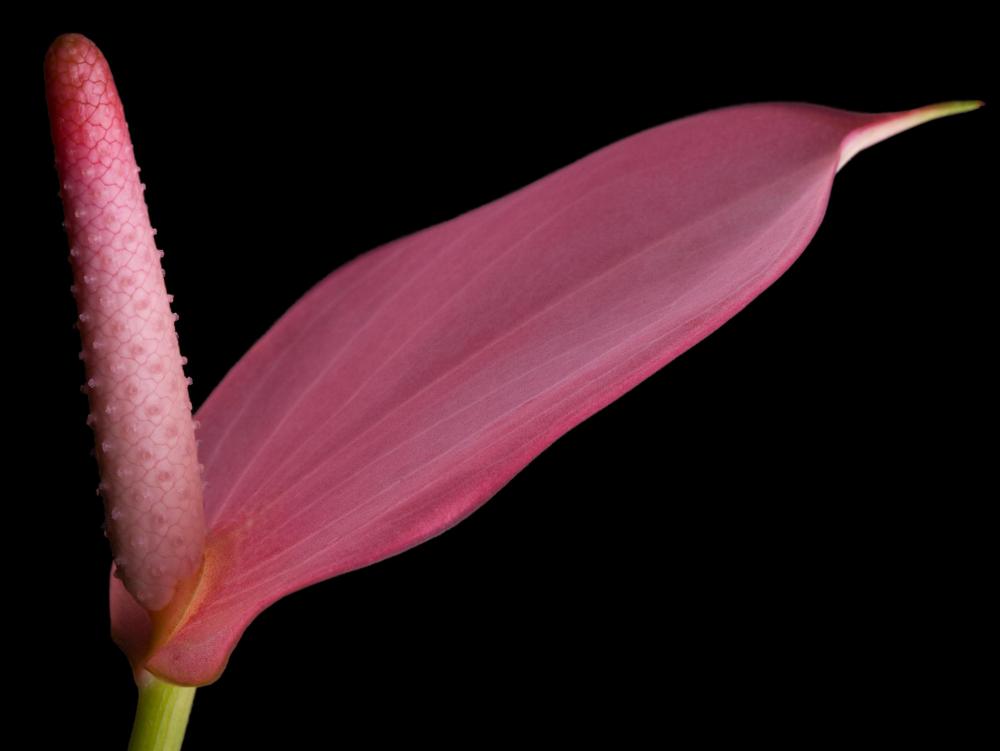 Anthuriums are considered to be aroids.
