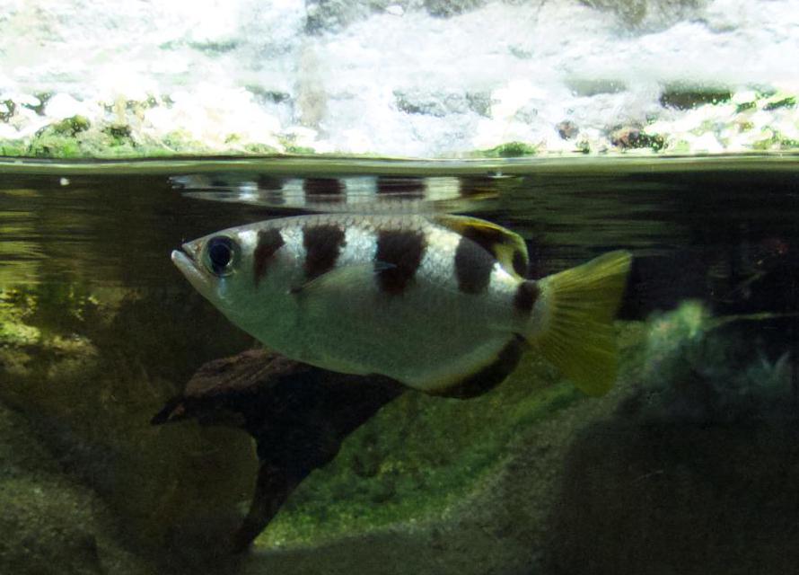 The archerfish is capable of knocking insects into a lake or pond with drops of water that it shoots from its mouth.
