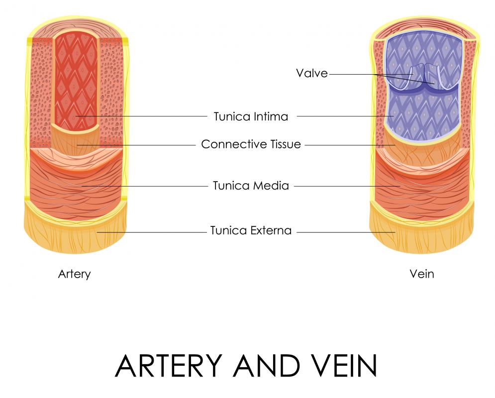 The walls of a tail vein are elastic and can stretch, making the tail a good location for scientists to draw blood from mice or rats.