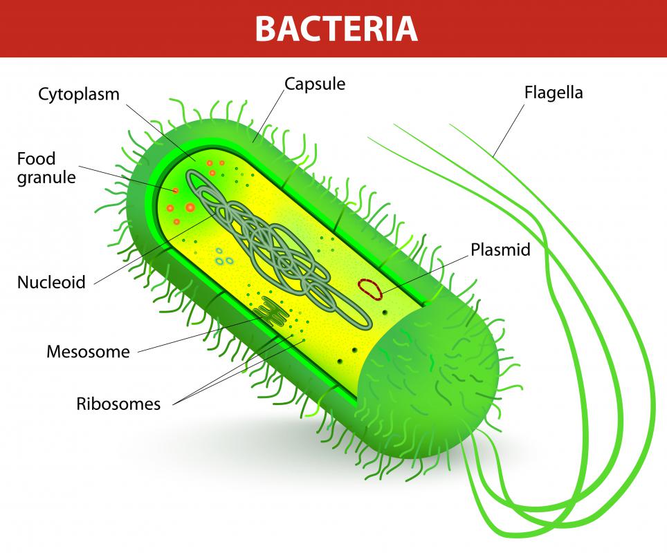 Most bacteria can be classified into either Gram-positive or Gram-negative bacteria, reflecting key differences in their cell walls.