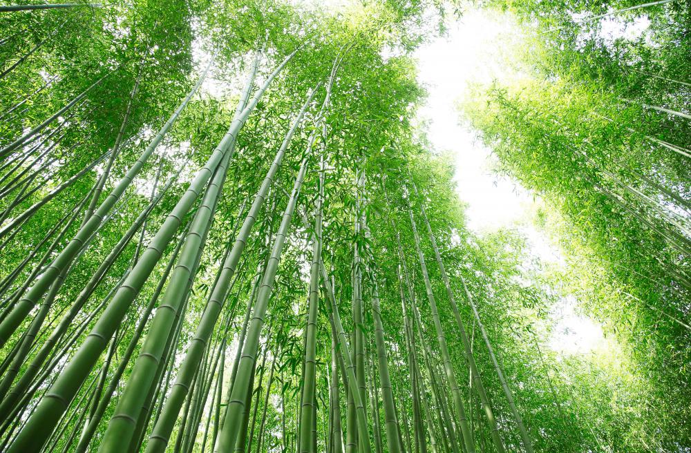 Destruction of bamboo forests can greatly reduce a species population.