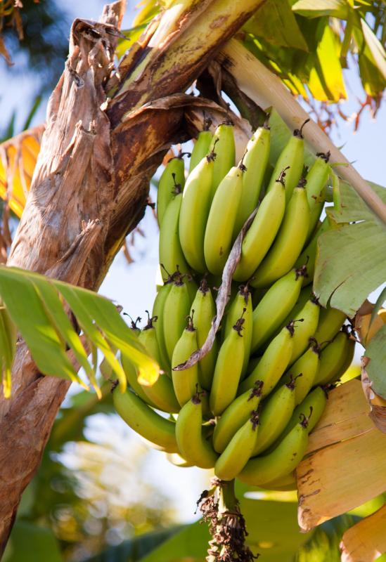 An iguana diet may consist of bananas.