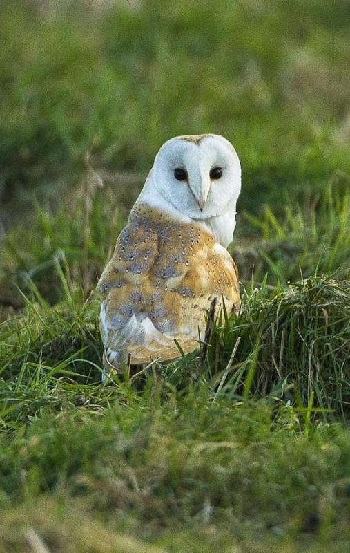 Flying squirrels often fall prey to predators such as owls.