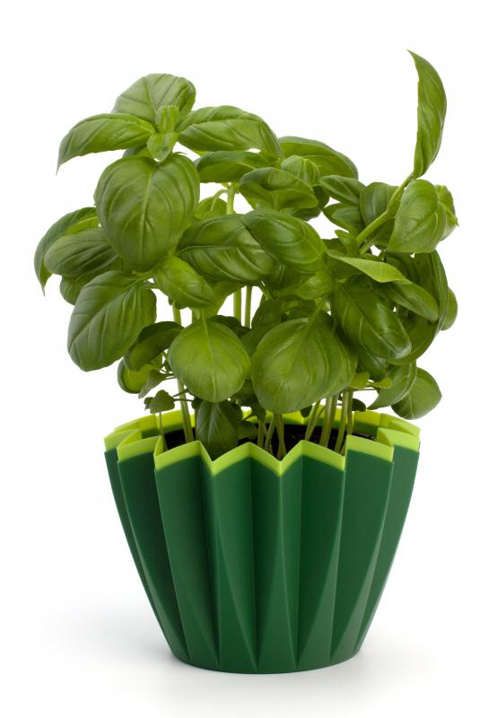Fresh basil is a good food for rabbits like the English spot.