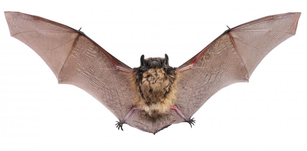 Bats are one of the creatures that lower their metabolism and enter a state of torpor during winter.