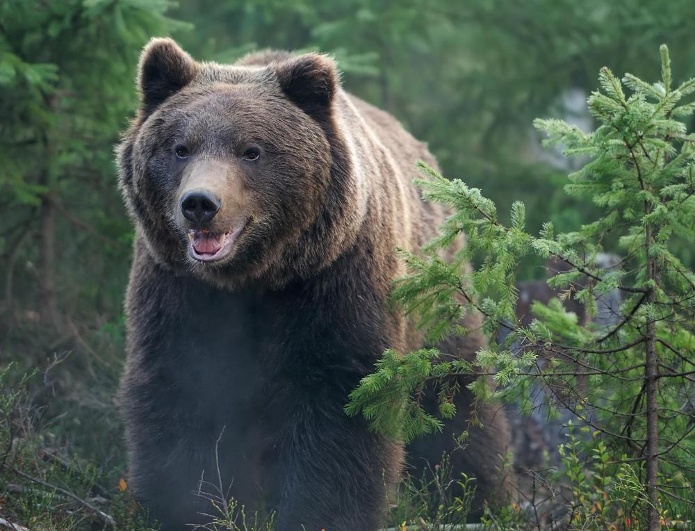 Bear boxes help keep food and other items safe from -- and sometimes undetectable to -- bears.
