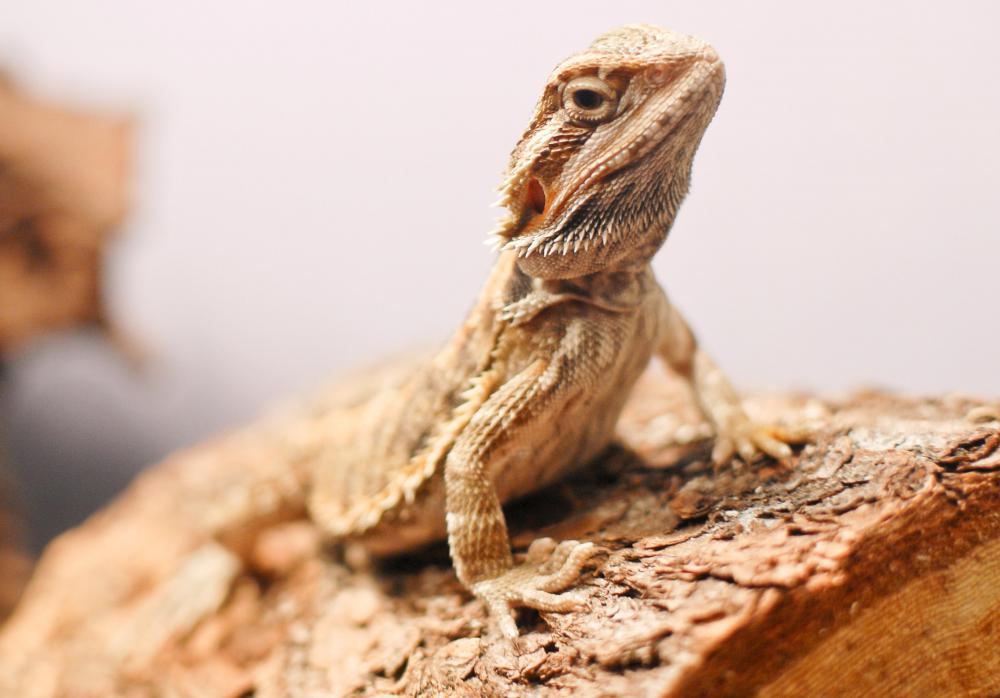 There are eight different types of bearded dragon.