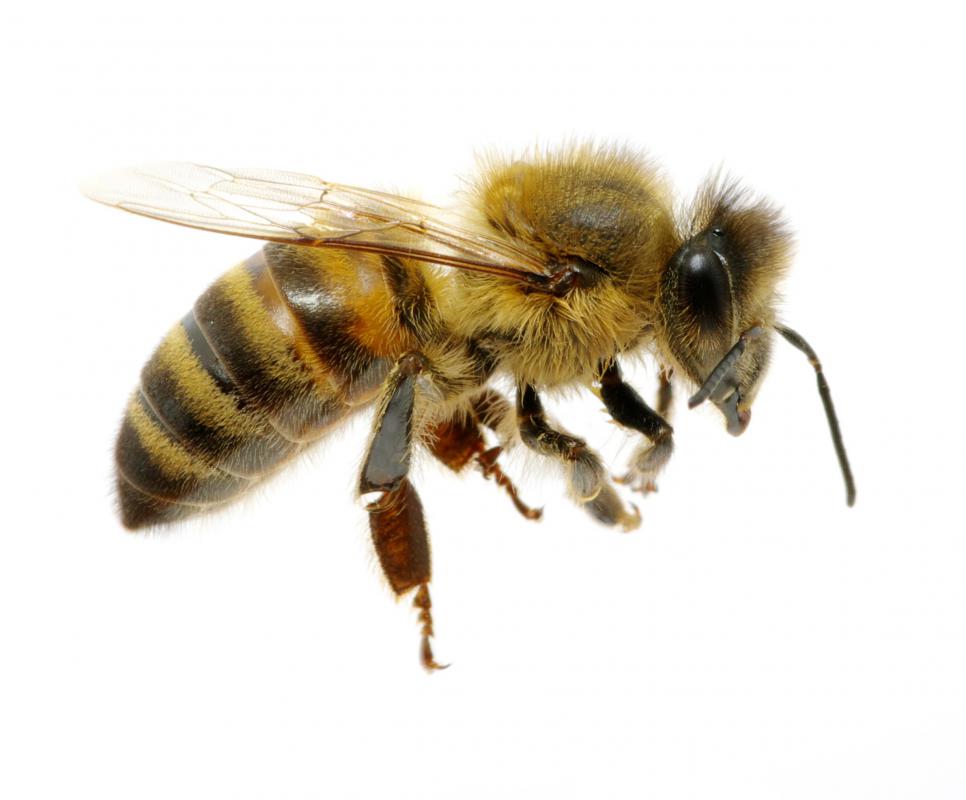 Bees can only sting once.