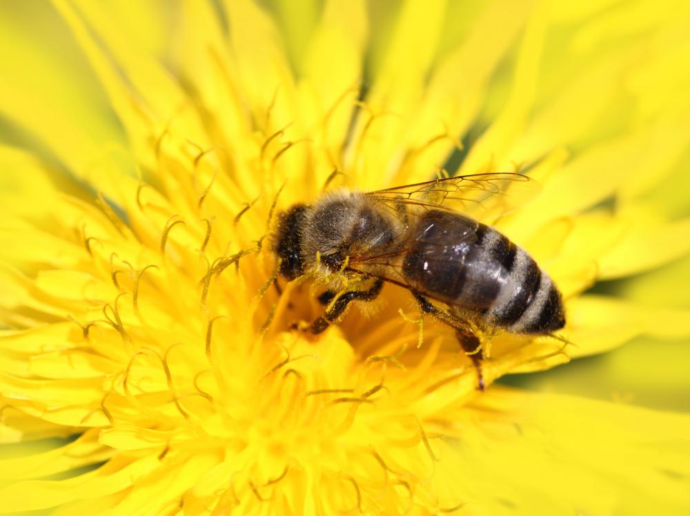 A beekeeper must make sure that bees have access to sources of nectar.