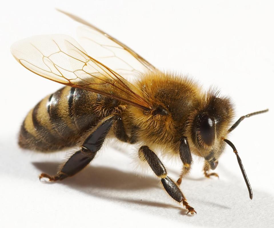 A honey bee.
