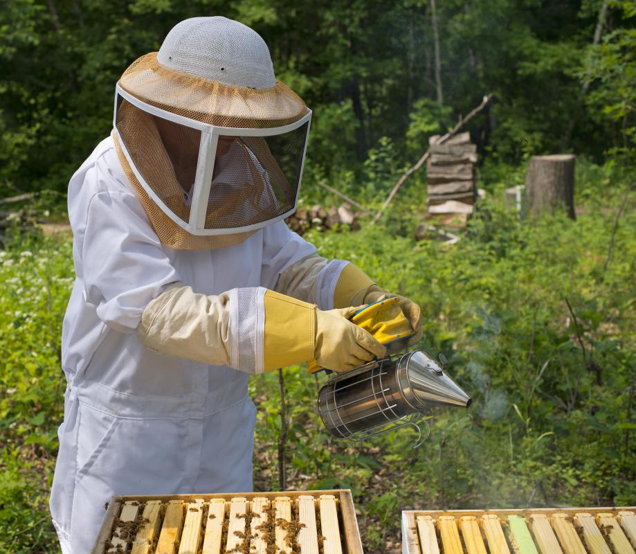 Beekeepers avoid stings by wearing protective suits and carrying smokers to cover alarm pheromones released by worker bees.