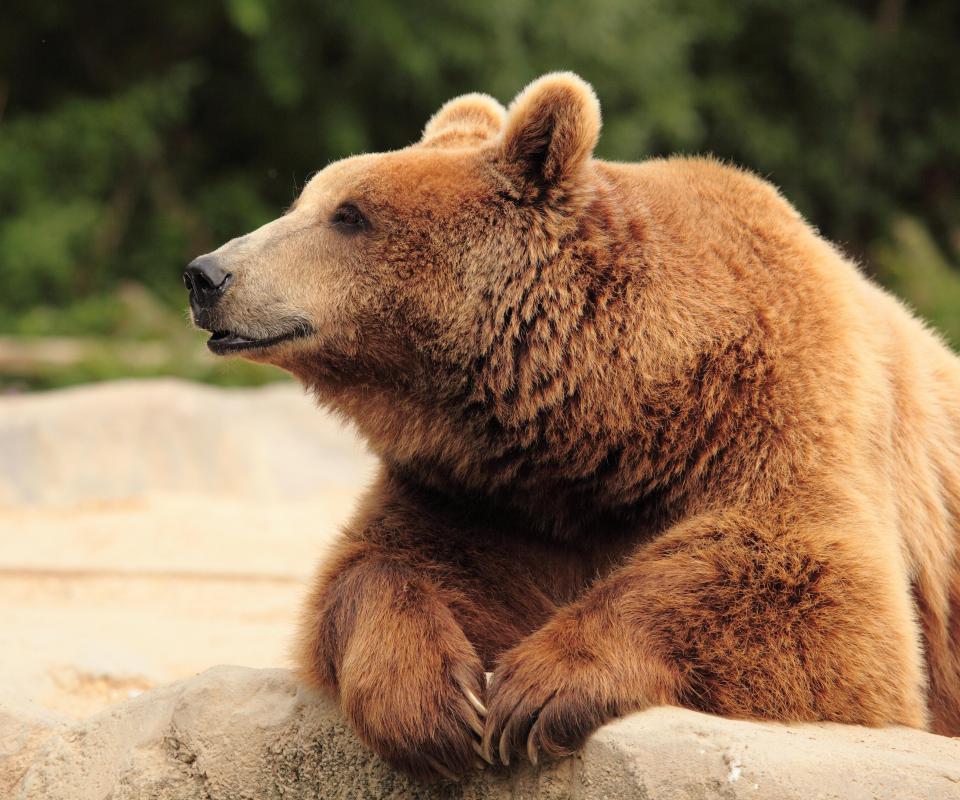 Do not run when confronted by a grizzly bear; they can run up to 30 mph.