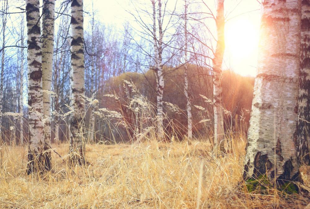 Most birches are known for their white bark.