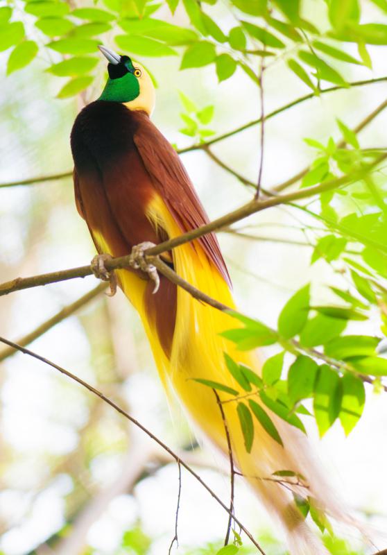 Most birds-of-paradise live in rainforest regions.