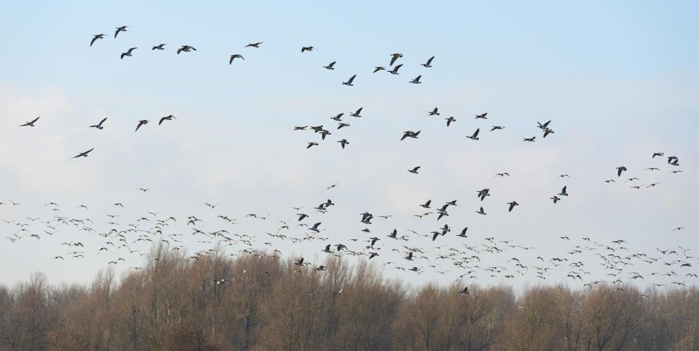 Snowgeese migrate south for the winter, usually to the northwest coast of the U.S. or the Gulf Coast.