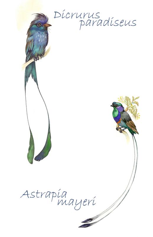 Consisting of over 40 species, birds-of-paradise are a family of birds that are known for their attractive and distinctive plumage.