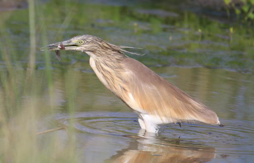 The American bittern will eat any kind of fish or amphibian they can find in the marshy areas where they live.
