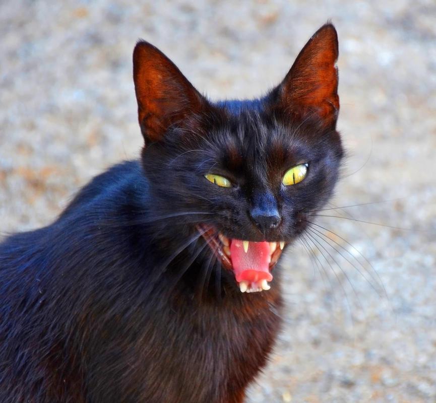 A cat that was domesticated but now lives in the wild is feral.
