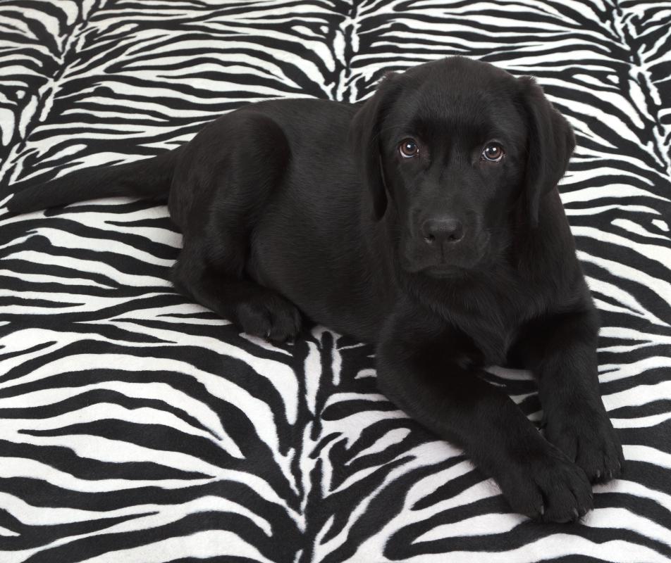 Labs make excellent hunting dogs.