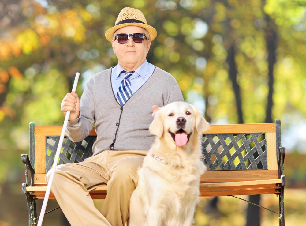 Some dog foster home specialize in training guide dogs.
