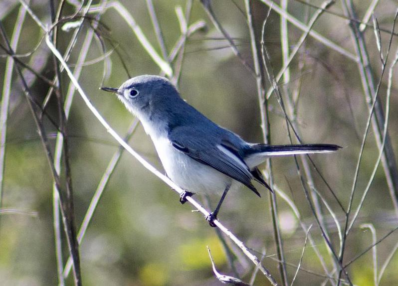 The gnatcatcher is a type of small passerine bird.