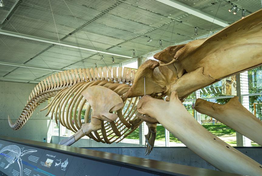 The only species that can rival the size of the reptiles from the Mesozoic era is the Blue Whale.