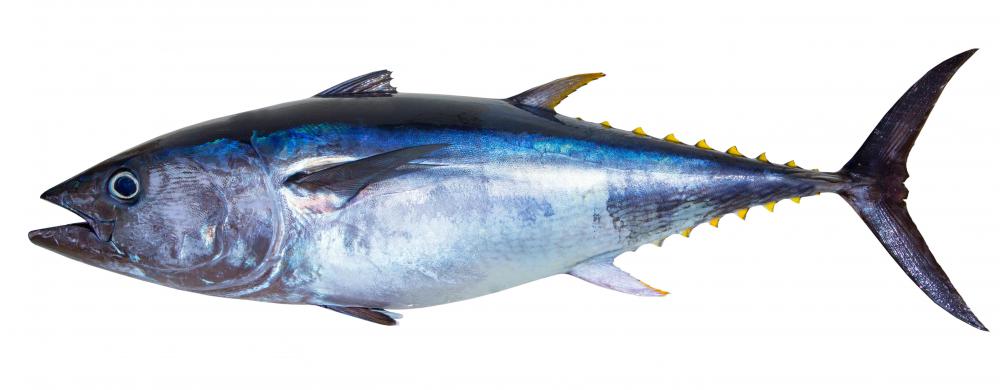 Albacore are large fish in the tuna family.
