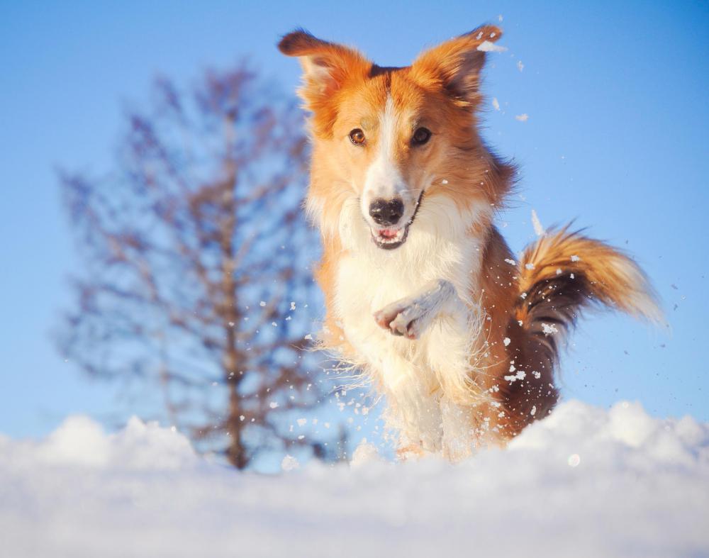 A shock collar may be helpful for owners whose dogs who have the tendency to run away.