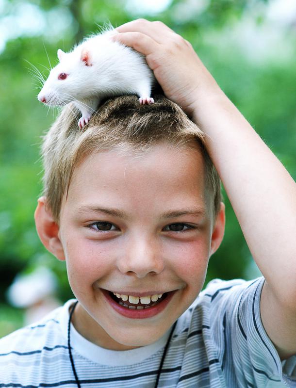 Many pet rats form strong emotional bonds with their carers.
