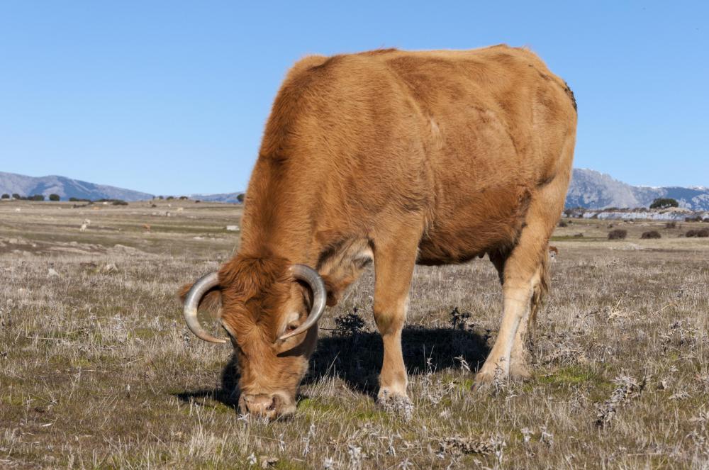Cattle, which are usually classified under the species name Bos primigenius, are livestock that were domesticated over 10,000 years ago.