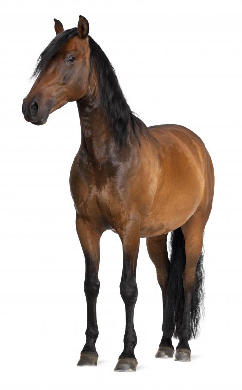 A full grown horse will usually be taller and less dense than a pony.
