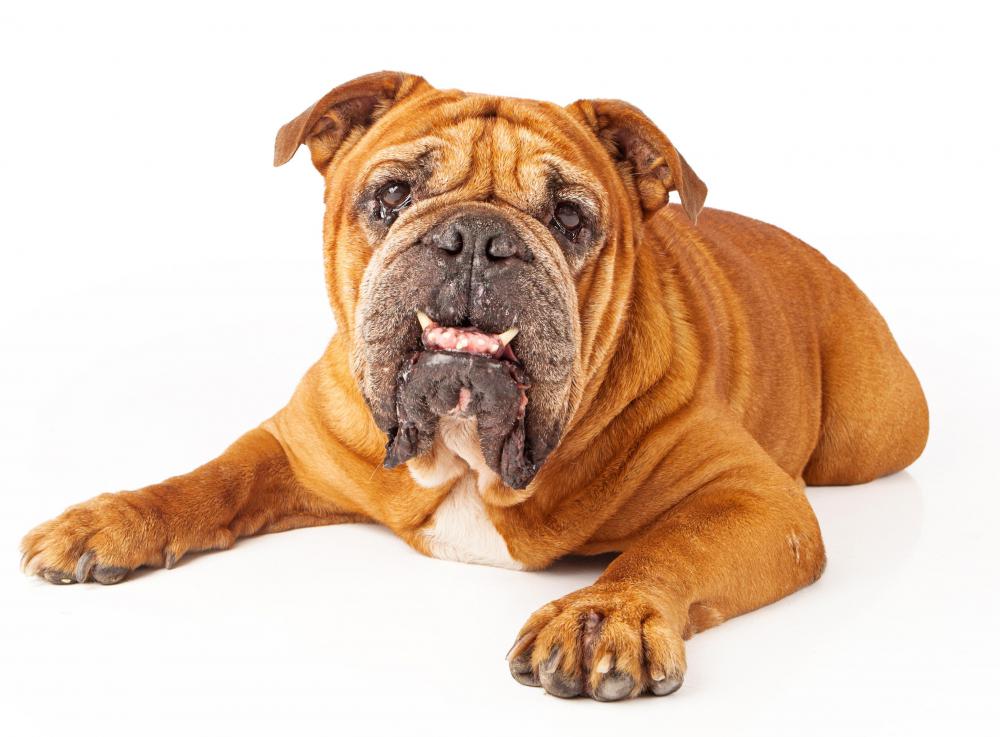 Bulldogs are susceptible to seasonal alopecia.