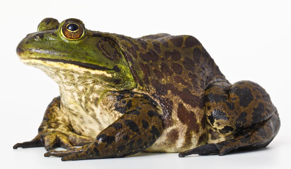 Some cold blooded animals, such as the bullfrog, hibernate during the winter.