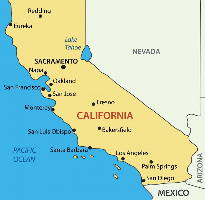The giant sea bass is the largest type of bony fish to be found along the coasts of California.