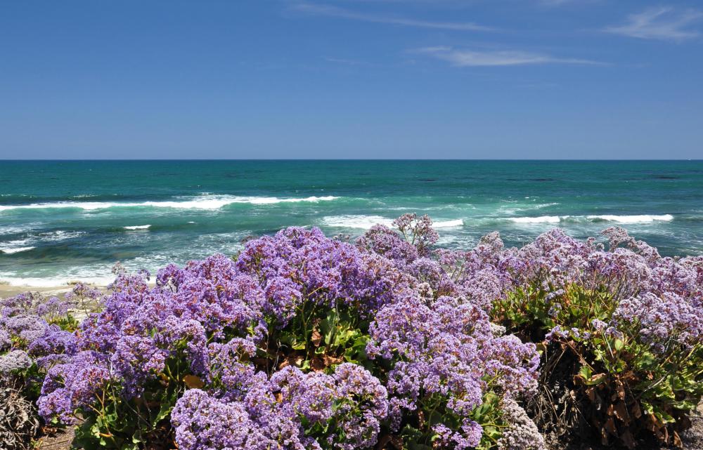 California's coastal Floristic Province is threatened by future development.