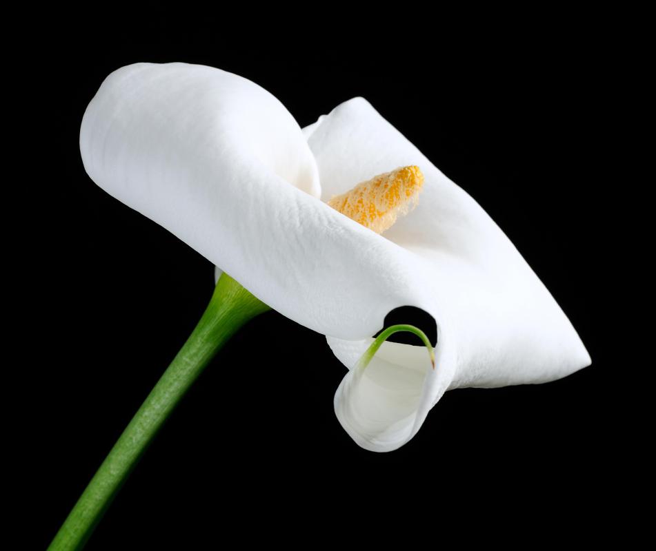 A calla lily is an example of an aroid.