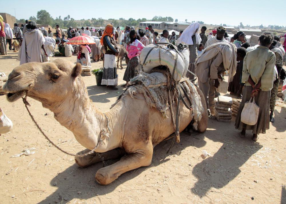 Caragana can provide an important food source for animals such as camels.