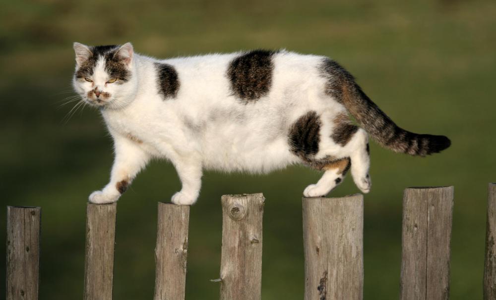 Cats allowed outdoors are exposed to numerous health and safety threats.