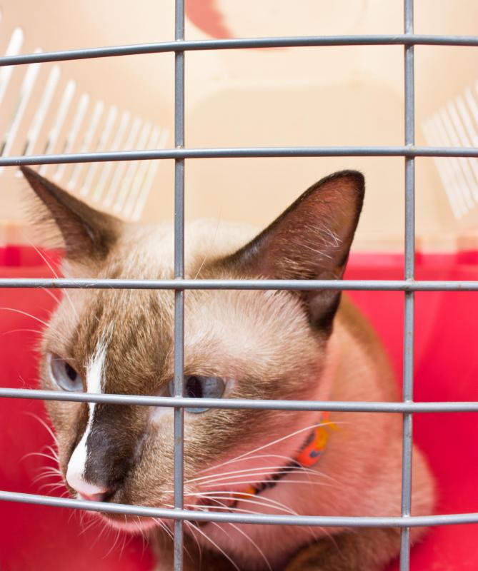 Proper placement of a pet carrier inside a car will help to prevent cat car sickness.