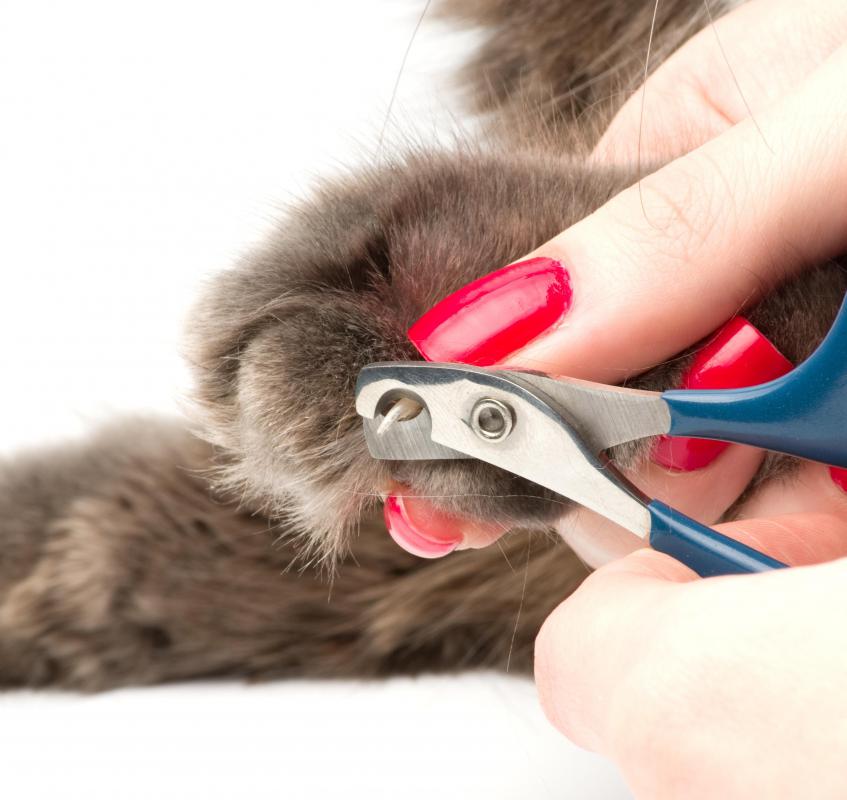 It's a good idea to get a pet's nails clipped before going on a plane.
